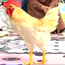 [안녕하세요]이제는 닭도 사랑받는 시대다