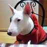 럭키짱님의 반려동물 인기犬 '럭키'를 아세요?