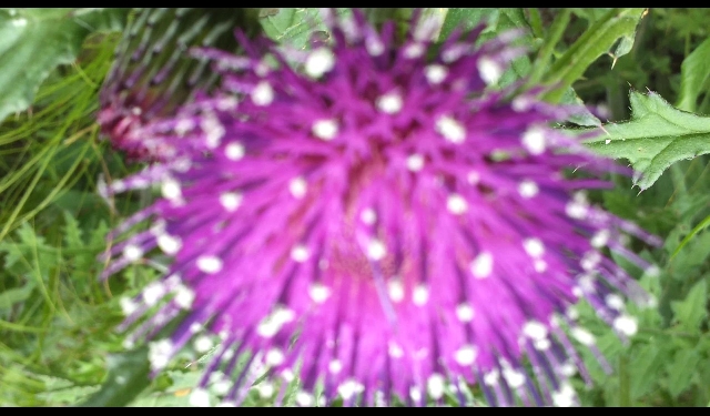 산나무 산에 야생화와 엉겅퀴가 무척 많아 자랑하고 싶어요