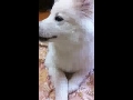앙탈피우는 강아지