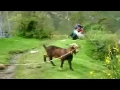한때 엄청 흥했던 영상.avi