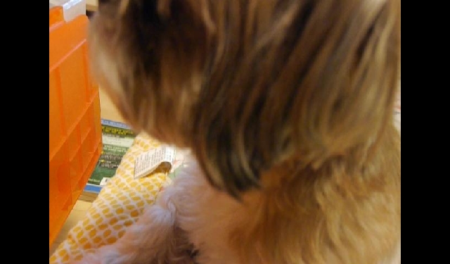 초롱이 밀린 겨울일기 - 먹을 것이 움직여요 