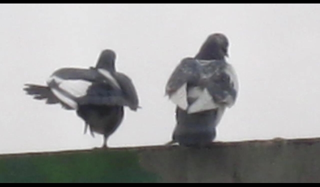 정겨운 새들의 사랑놀이 춤사위,ㅎ