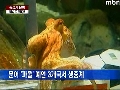 파울 예언, 3개국 생중계 했다