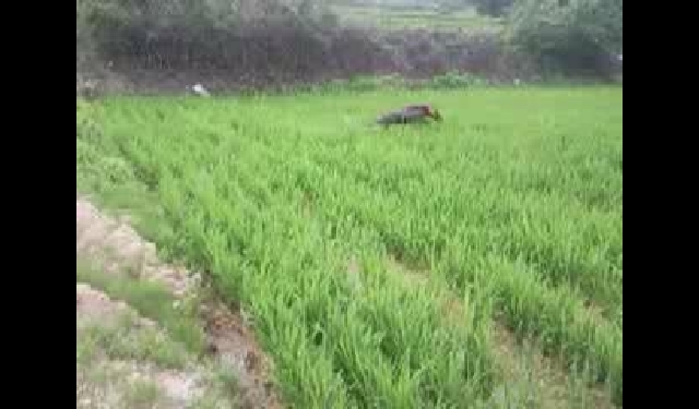 ◈.카스의 더위사냥~