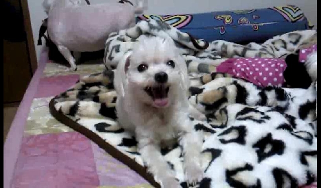 인형같은 울~아지