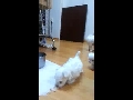 한달 한달7일___ 요키3남매 말티2형제 스압有.mp4