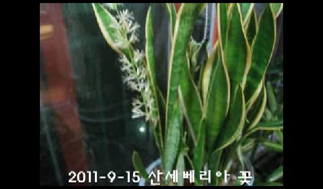 꽃이 핀 산세베리아 