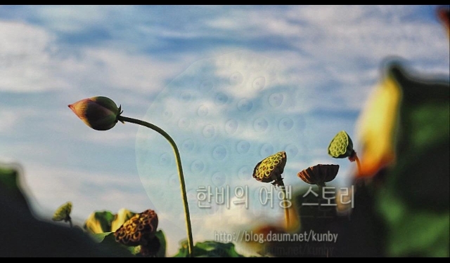 서울근처 가볼만한곳 관곡지에서 담아보는 여름 영상 1탄