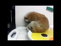 모 사이트에 올라온 균숭이ㅋㅋㅋ