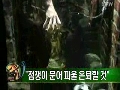 문어 파울, 은퇴할 것