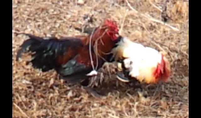 대권은 누구에게로