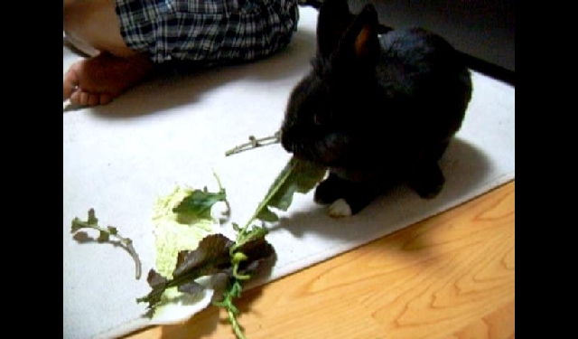 우리집 검둥이~^^*