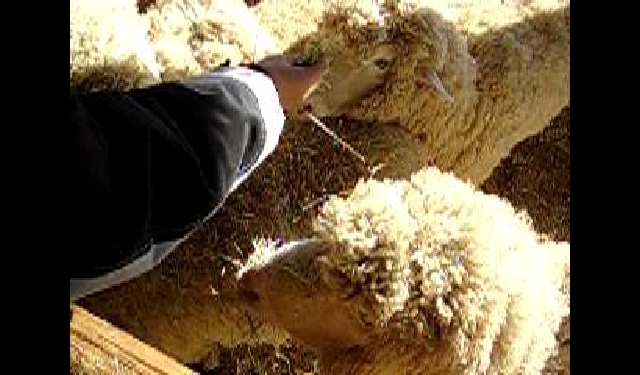 대관령양때목장