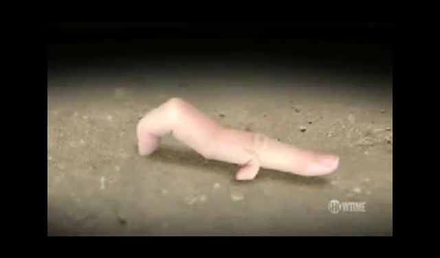  손가락의 진화