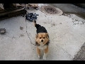 슈퍼 깡총이