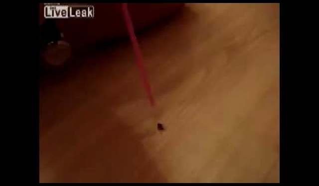No.22 빨대로 파리 괴롭히기 땋 동영상