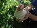 닭 머리에 꿀발라 놨나?