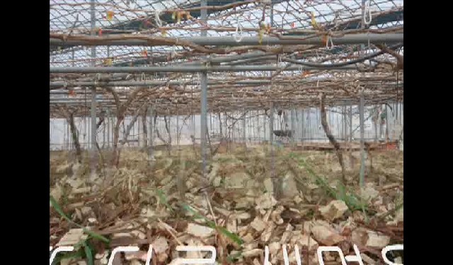 늘샴농원 의 출석부 