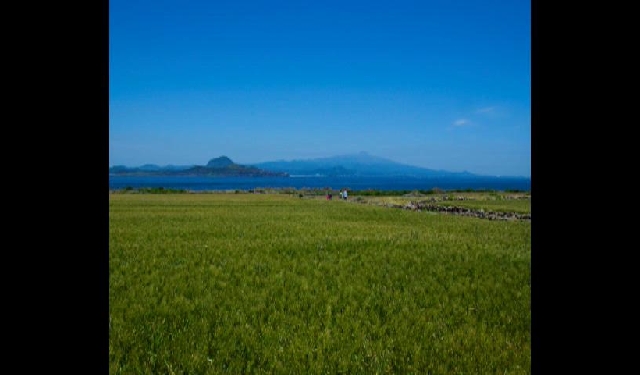 가파도 청보리를 만나다..