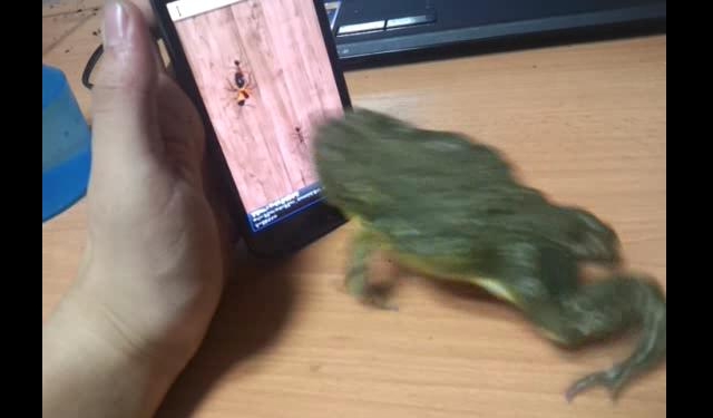 두꺼비 이미지