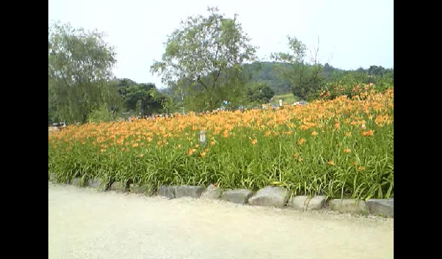 ★부여 궁남지에서 아름다운 풍경을..