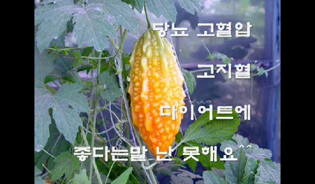 e바이오 농업대학원 졸업논문