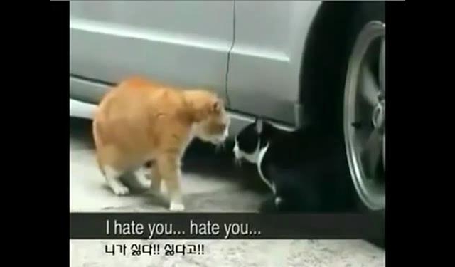No.110 그래 알면서 속아준다  동영상