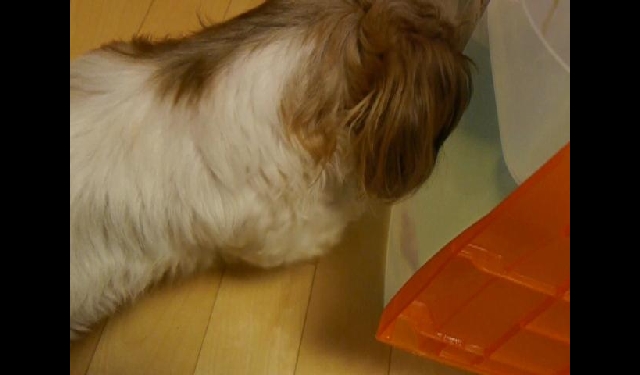 초롱이 밀린 겨울일기 - 먹을 것이 움직여요 