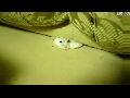침대 밑에 깔린 햄스터ㅠ0ㅠ