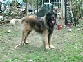 레온베르거 [Leonberger]