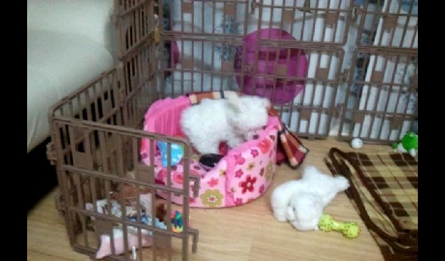 ***말티즈는 땅파기 달인***